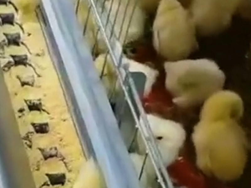 Chicken farm