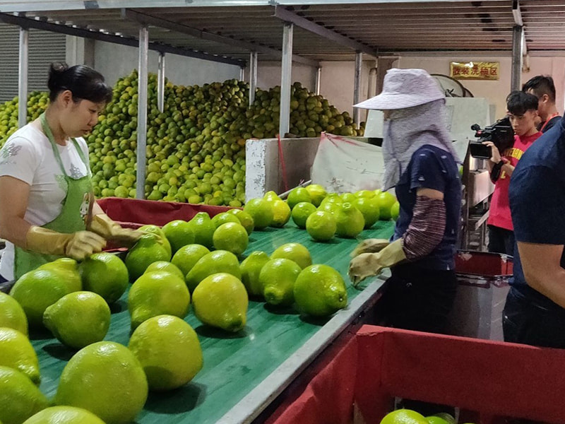 Fruit sorting