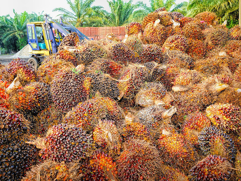 Palm oil extraction