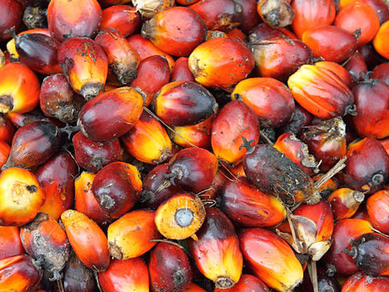 Palm oil production