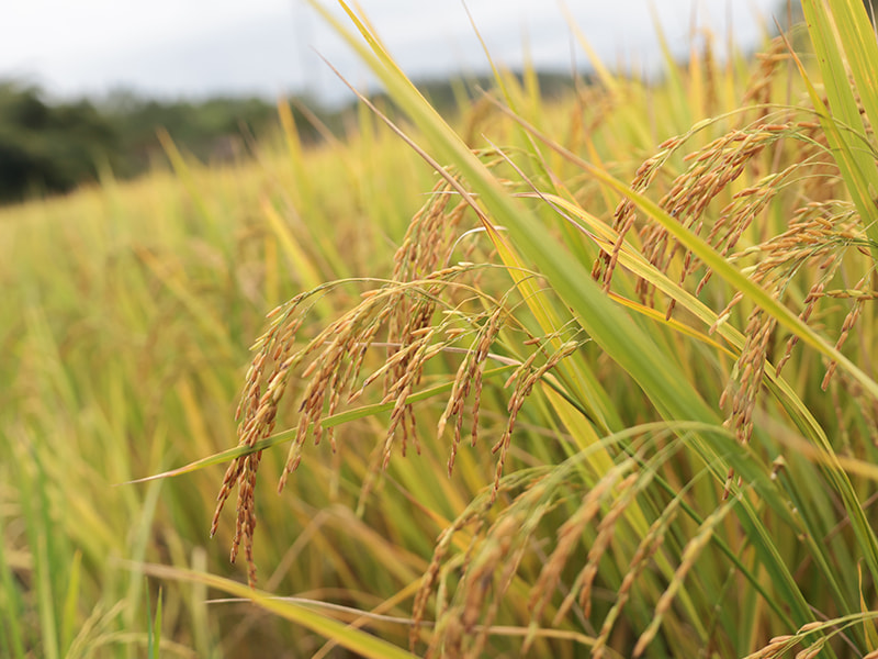 Rice harvester