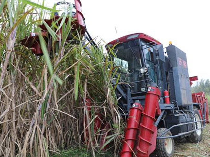 Sugarcane harvester