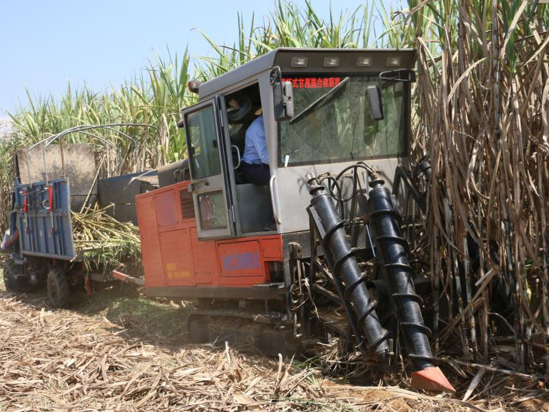 Sugarcane harvester