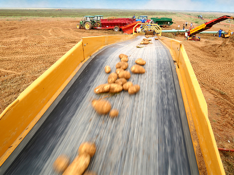 Potato harvester