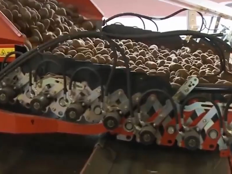 Potato harvester