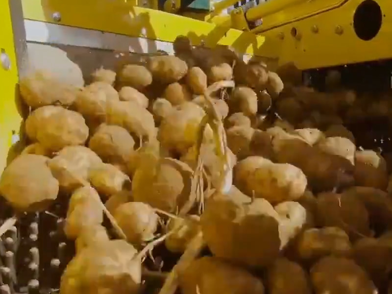 Potato conveyor