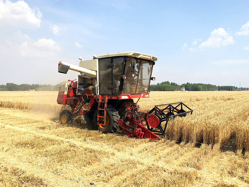 Wheat harvester