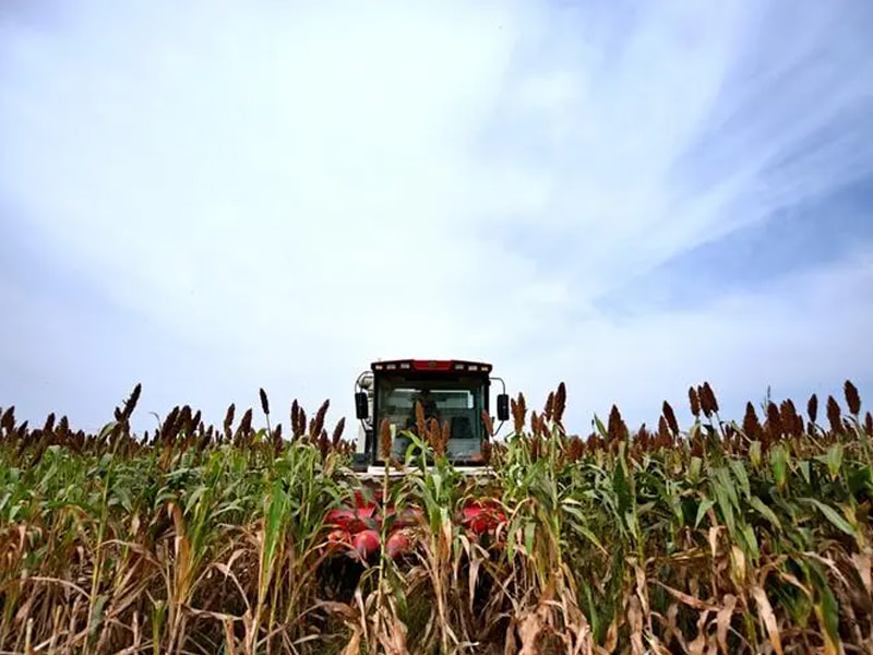 Sorghum harvester